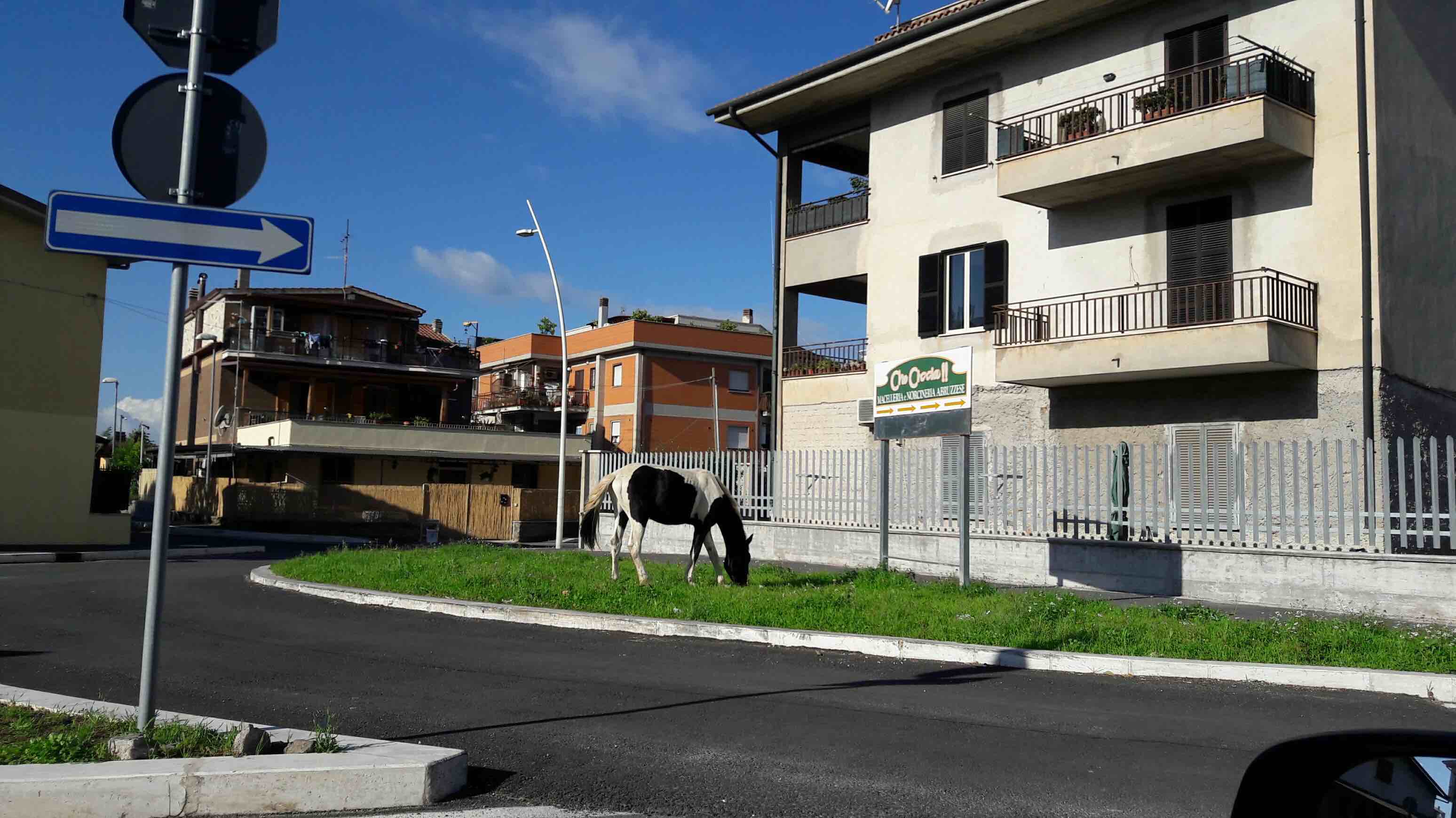 Cavalli e mucche in strada, il sindaco Proietti scrive alle forze dell’ordine: “Intervenire per la sicurezza”