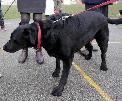 Tivoli, fanfara dei carabinieri a cavallo per la festa di Sant’Antonio Abate e benedizione degli animali