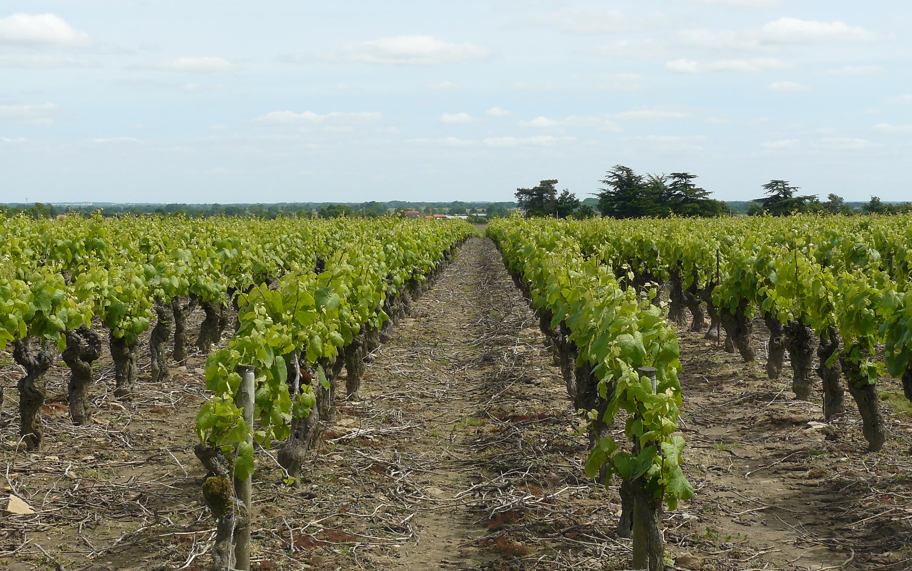 Agricoltura, nasce la rete “Vigne di Roma”: undici aziende unite nell’innovazione