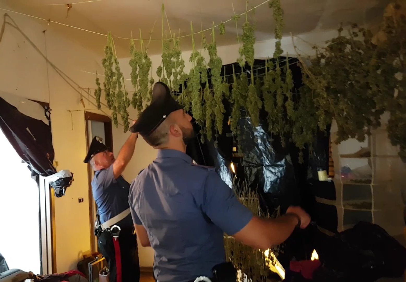 Palombara, costruisce in casa una “serra industriale” di marijuana: arrestato