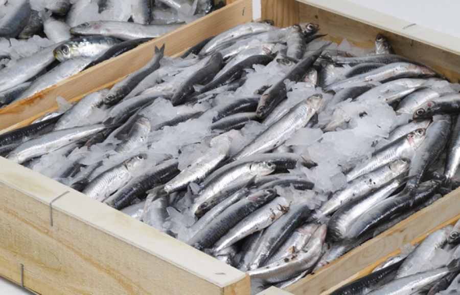 Guidonia, 450 kg di pesce freschissimo “senza origini” su un camion fuori dal Car. Donato alla Caritas