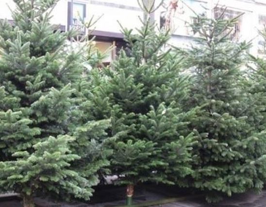 Fonte Nuova, gli alberi di Natale saranno ripiantati: via alla raccolta degli abeti