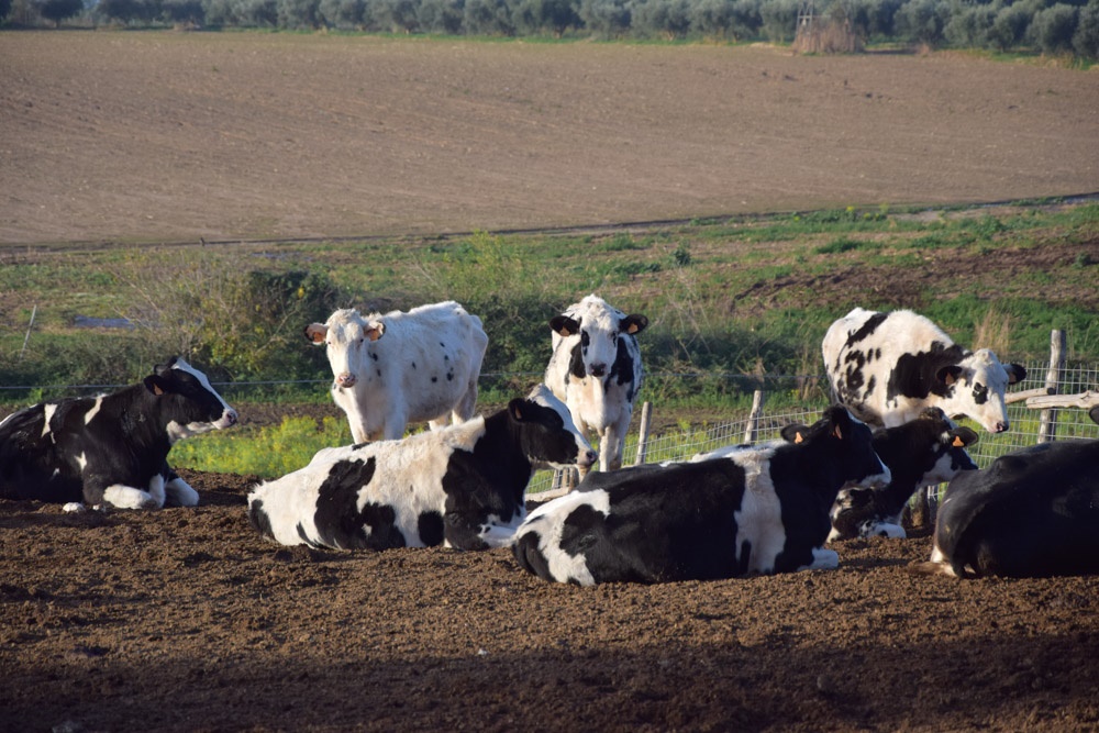 Lazio, porte aperte in fattoria per scoprire il mondo del latte