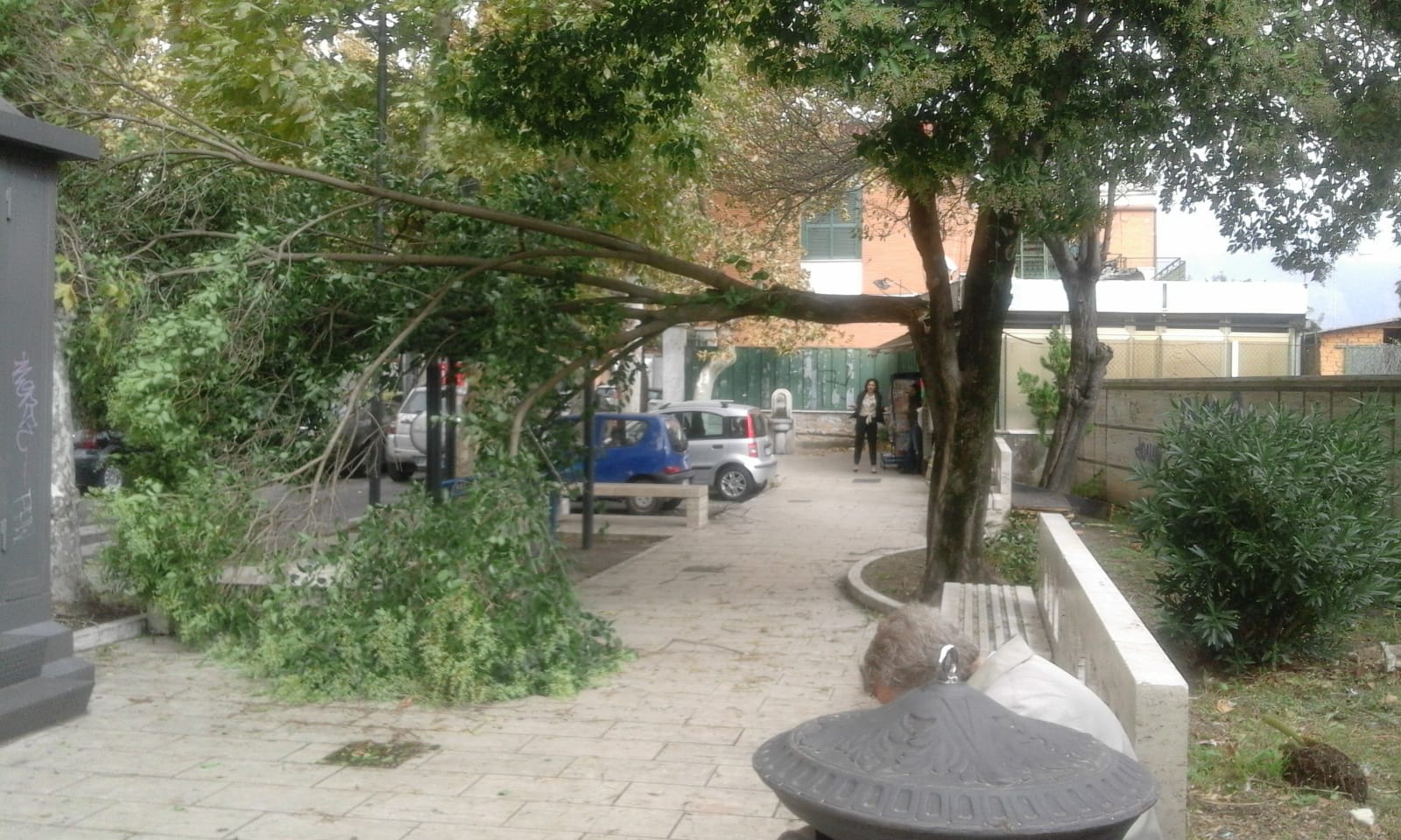 Crollo alberi Guidonia, polo civico: “Manca manutenzione e si sommano le urgenze”
