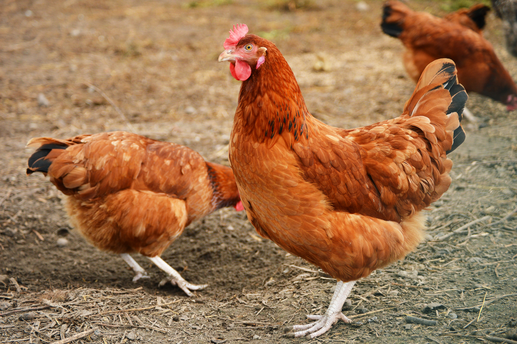 Tivoli, censimento obbligatorio di polli, galline, oche e tacchini (e più)