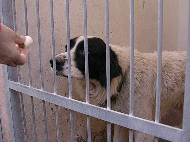Maltrattamenti animali: denunciati tre cittadini romeni