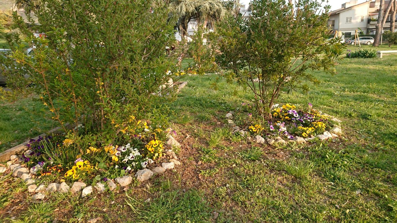 Rubati i fiori nel giardino di Villa Adriana appena piantati dai volontari