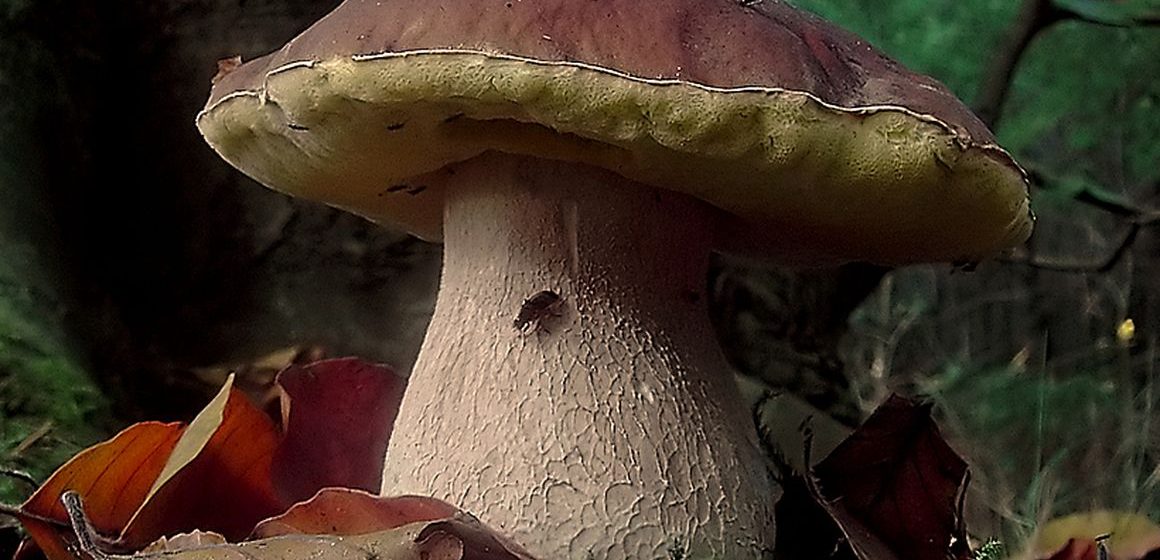 Diventare esperti di funghi con il corso di Villa Adriana