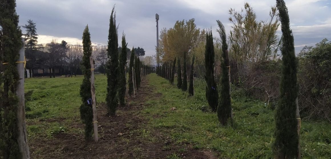 Guidonia, piantati 62 alberi a Valle Pilella