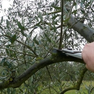 Corso di potatura dell’olivo a Villa Adriana