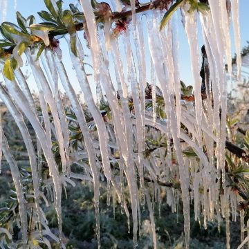 Lazio, danni per il gelo sulle coltivazioni