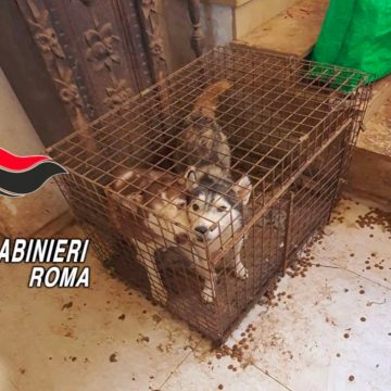 Ponzano Romano, allevamento lager di Husky: 110 cani salvati dai carabinieri