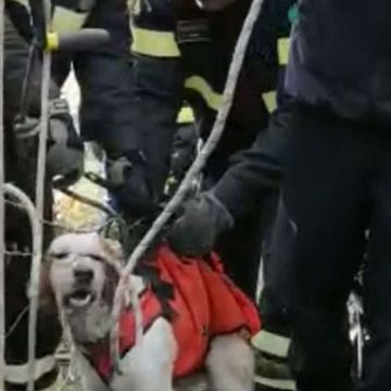 Guidonia, vigili del fuoco salvano cane in un pozzo