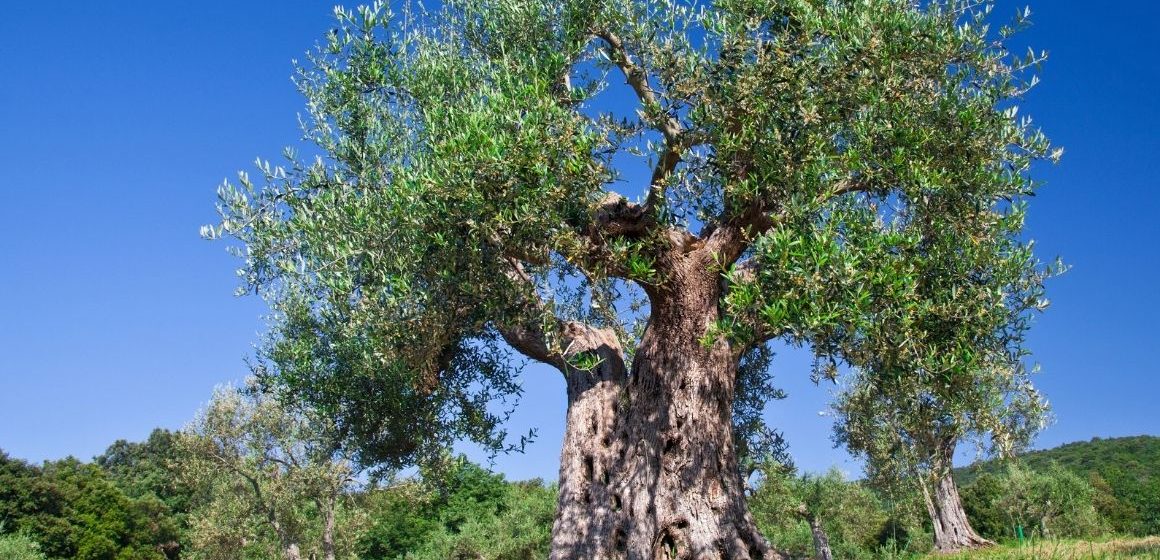 Villa Adriana, via al corso di potatura dell’olivo