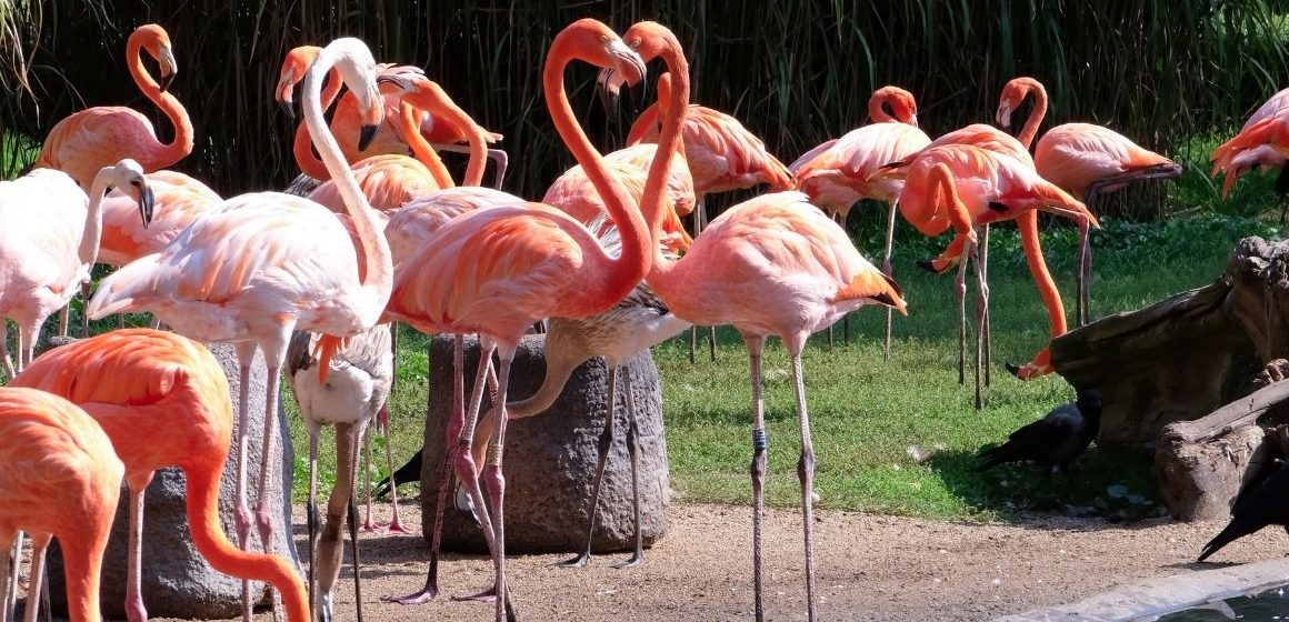 Contributi per parchi tematici, acquari e giardini zoologici del Lazio