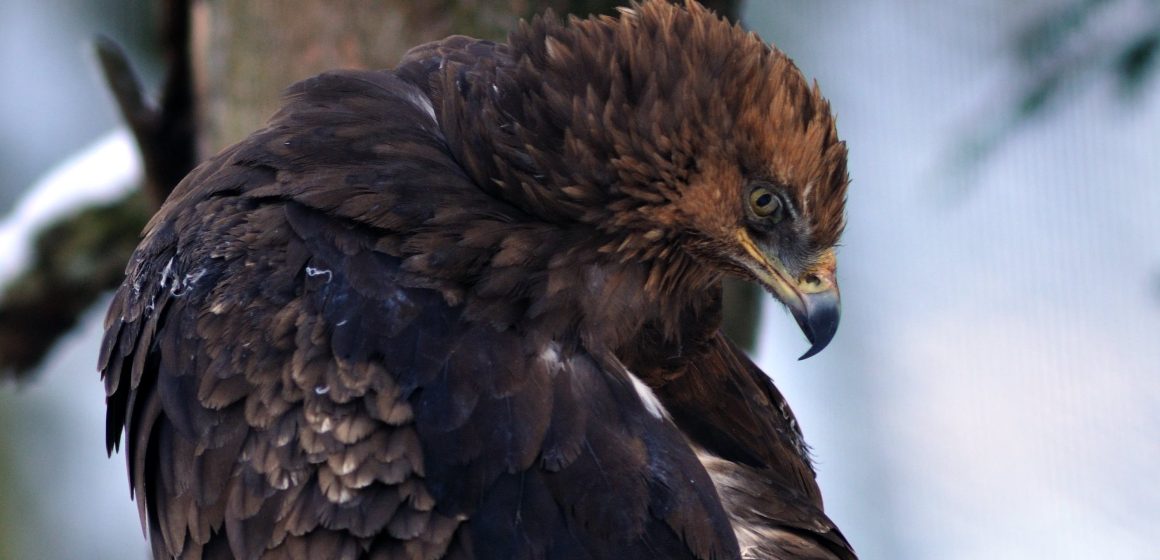Aquila uccisa nel Parco dei Monti Lucretili