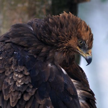 Aquila uccisa nel Parco dei Monti Lucretili